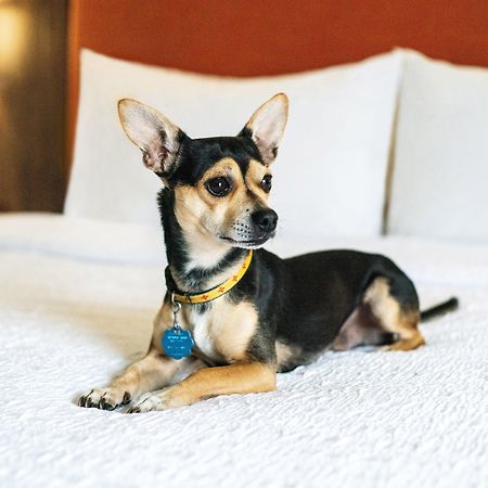Hampton Inn Lexington South Eksteriør bilde